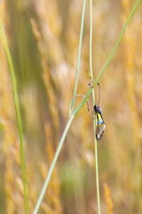 Close-up view of a delicate insect perched on a slender grass blade in a sunlit field