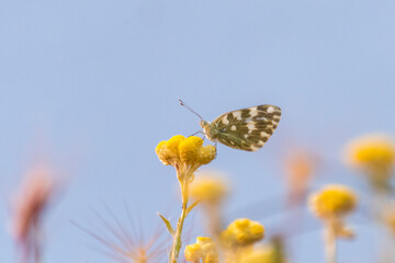 Colorful butterfly perched on vibrant yellow flower against a clear sky in springtime nature