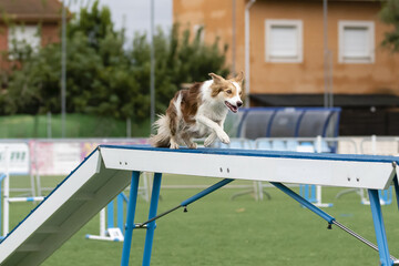 Dog navigates agility course at outdoor training event in a sunny park