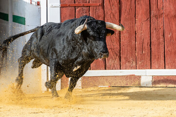 Bull charging energetically through dirt in a bullring during a traditional event in Spain