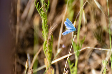 Bright blue butterfly perched on grass during a sunny day in a natural field