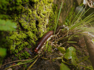 Close up of a millipede on ground
