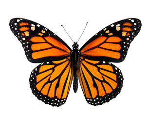 Fototapeta premium Realistic Monarch Butterfly with Open Wings, Isolated on Transparent Background