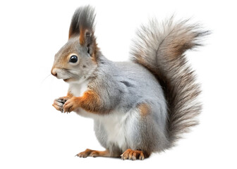  red squirrel isolated on white background PNG, AI GENERATED