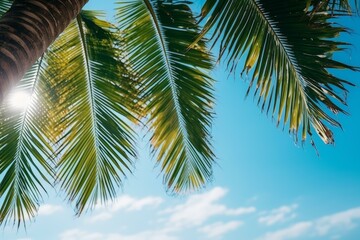 Sun shining through palm tree leaves on beautiful tropical beach with clear blue sky