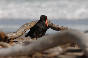 variable oystercatcher