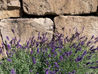 Lavendel blüht  lila im Steingarten vor Mauer aus Sandstein