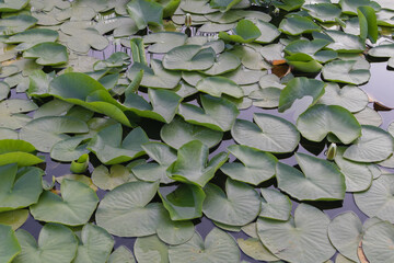 Cluster of green lily pads floating on calm water surface in a peaceful pond