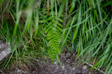 Fern Growing in the Heart of Zillertal Alps