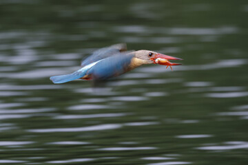 Stork-billed Kingfisher, Pelargopsis capensis, in flight with fish prey in mount, massive...