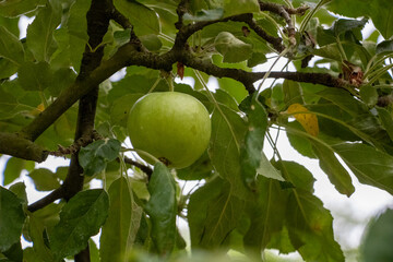 green apple on tree