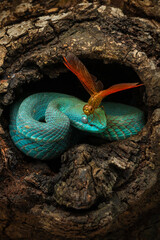 Blue white lipped pit viper and a dragonfly