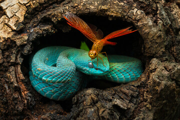 Blue white lipped pit viper and a dragonfly