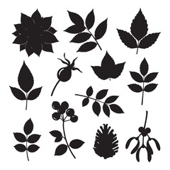 Fototapeta premium Black Silhouettes of Various Botanical Elements Including Flower Leaves Berries and Pine Cone