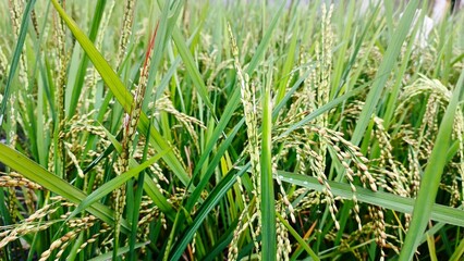 Landscape image, rice grains on green leaves, also visible are rice grains that have just burst...