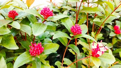 Ixora coccinea flower buds and blossoms in a tropical garden, surrounded by lush green leaves. Red and pink blooms perfect for nature, flora, and botanical content.