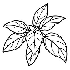 Basil line art vector