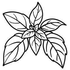 Basil line art vector