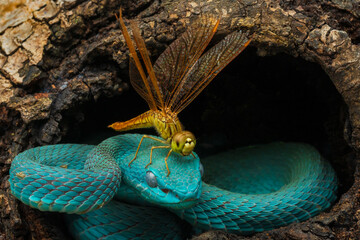 Blue white lipped pit viper and a dragonfly