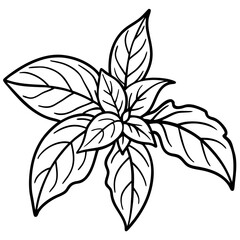 Basil line art vector