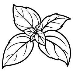 Basil line art vector