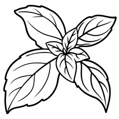 Basil line art vector