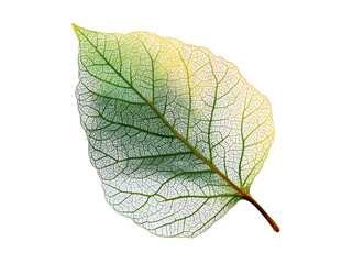 Delicate skeleton leaf with green yellow gradient and intricate veins image, Isolated, Transparent Png
