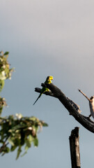 Wildlife Photography from Sri Lanka – Animals in National Parks and Natural Habitats