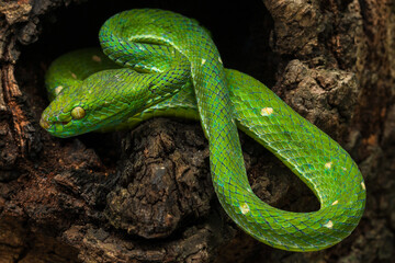Hagen's pit viper and a dragonfly