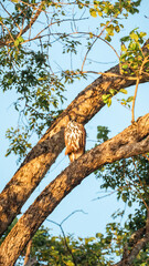 Bird Wildlife Photography from Sri Lanka – Animals in National Parks and Natural Habitats