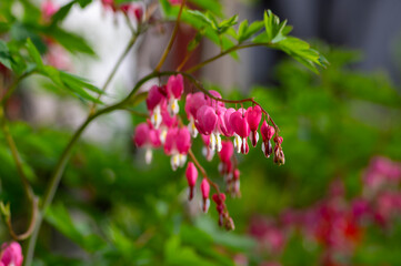 Dicentra spectabilis bleeding heart flowers in hearts shapes in bloom, beautiful Lamprocapnos pink...