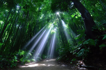 Obraz premium Natural sunlight filters through dense bamboo forest creating a serene atmosphere