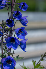 Alpine Delphinium elatum bee larkpur flower in bloom, tall blue flowering plant