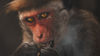Monkey Wildlife Photography from Sri Lanka – Animals in National Parks and Natural Habitats