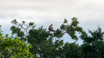 Monkey Wildlife Photography from Sri Lanka – Animals in National Parks and Natural Habitats