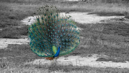 Wildlife Photography from Sri Lanka – Animals in National Parks and Natural Habitats