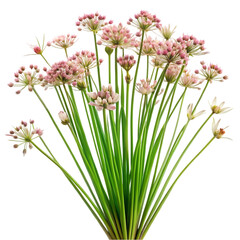 bouquet of flowers