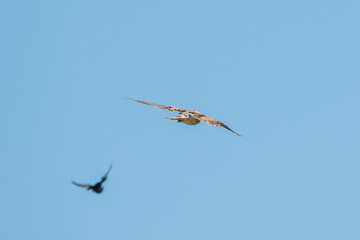 Common kestrel, Falco tinnunculus, hovered in the air in search of prey