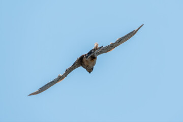 Common kestrel, Falco tinnunculus, hovered in the air in search of prey