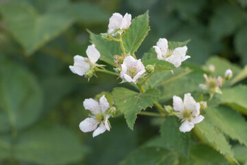 Close-up of blackberry flowers in bloom on green leafy bush in garden