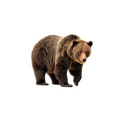 Majestic Grizzly Bear a Powerful Carnivore Roaming Wild Forests