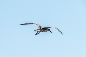Sea gull in the clear blue sky.