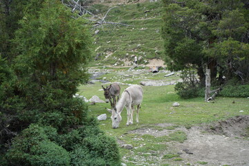 donkey greezing in mountains