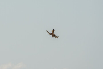Common kestrel, Falco tinnunculus, hovered in the air in search of prey
