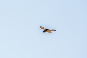 Common kestrel, Falco tinnunculus, hovered in the air in search of prey