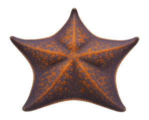 Bat sea star with a webbed, five-armed structure and variable coloration of orange and purple