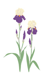 Simple Flowering Garden Plant Iris