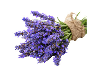 Fototapeta premium Fragrant purple lavender stalks tied with burlap floral botanical, Isolated, Transparent Png