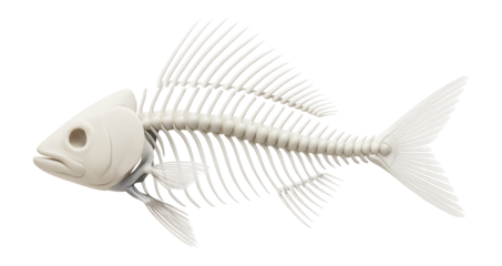 Fish skeleton displaying a streamlined vertebral column and fin rays