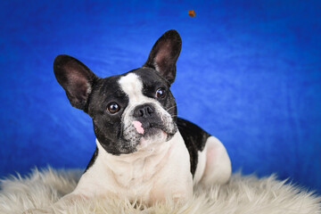 French Bulldog Posing on Faux Fur with Blue Background. A black and white French Bulldog with...